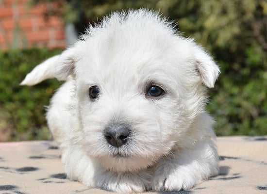 West Highland White Terrier coat
