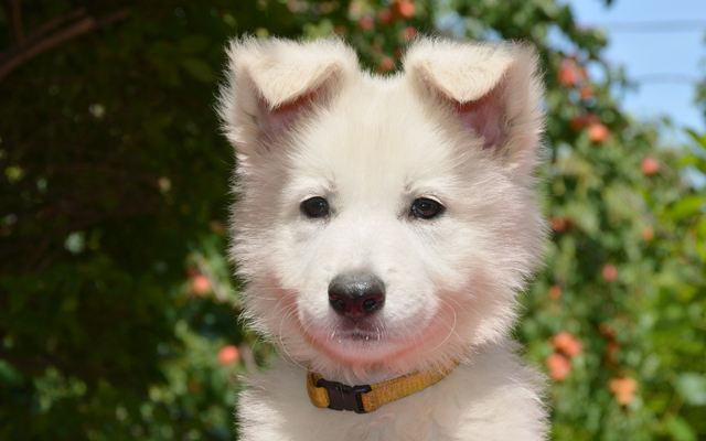 White Swiss Shepherd Dog coat