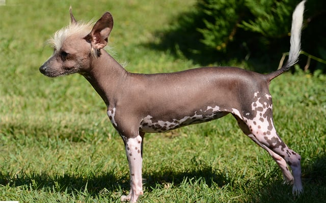Chinese Crested coat