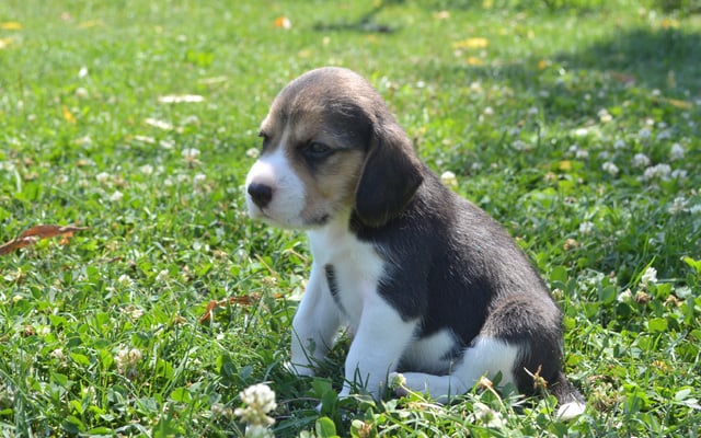 beagle classic tri puppy image