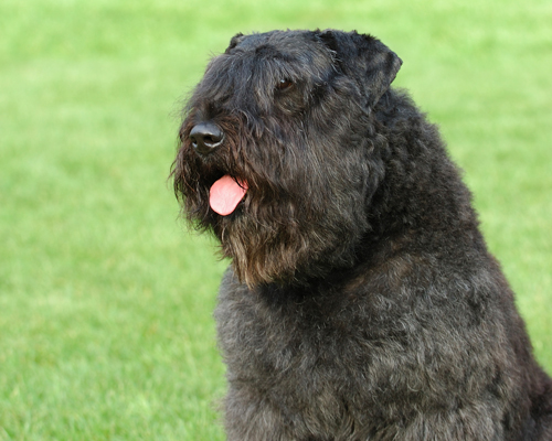 Bouvier des Flandres Mantel