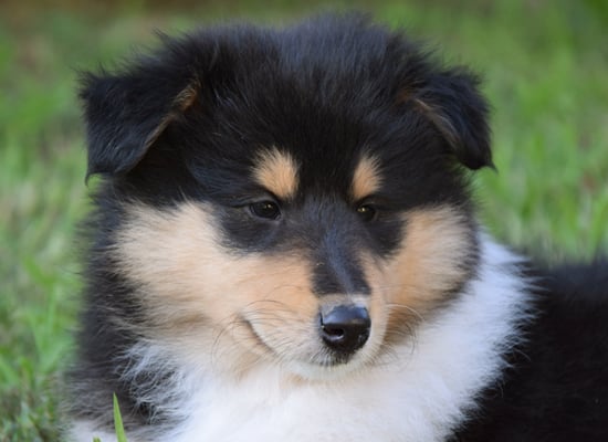 collie black white & tan puppy image