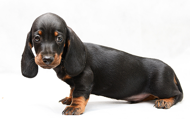 pelaje del Dachshund