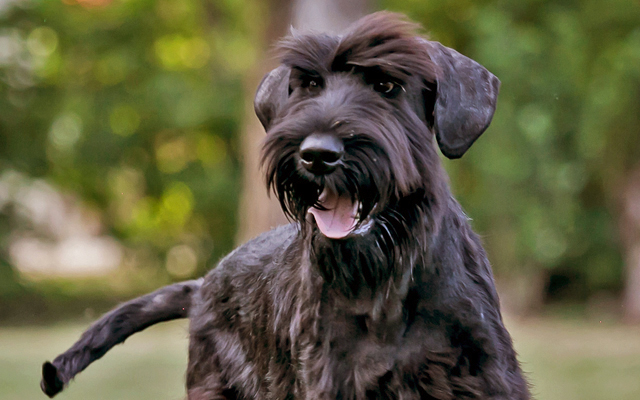 Giant Schnauzer coat