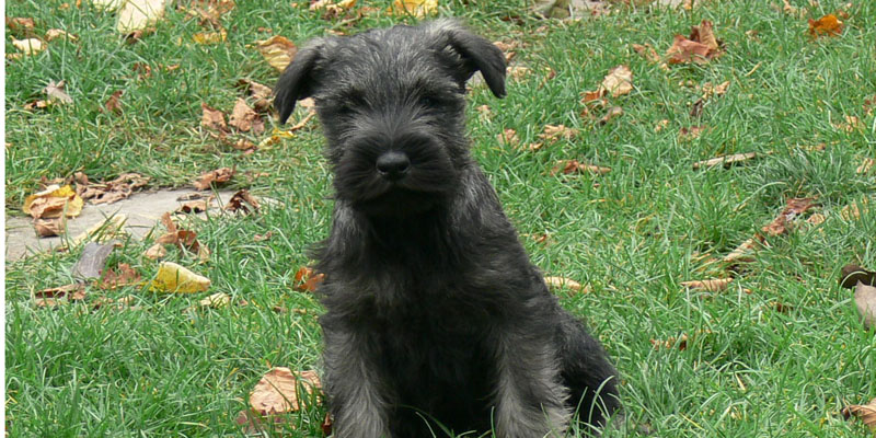 pelaje del Schnauzer