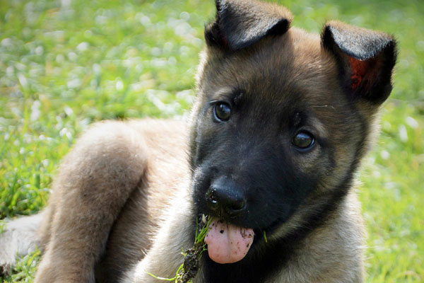 pelaje del Pastor Belga Malinois