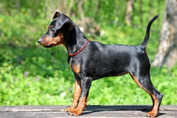 Zwergpinscher Mantel