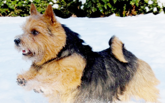 Norwich Terrier Mantel