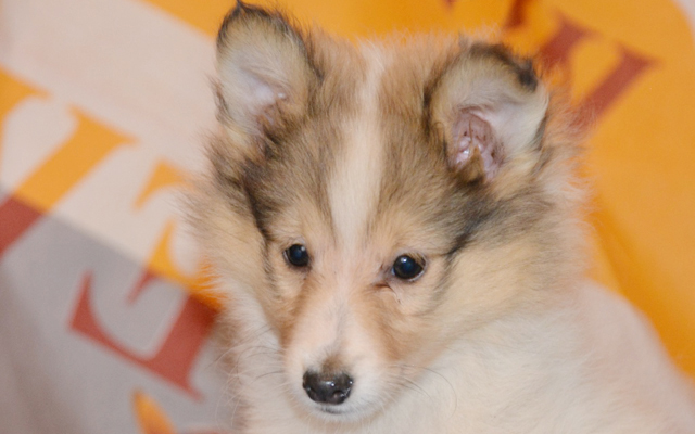 Sheltie Mantel