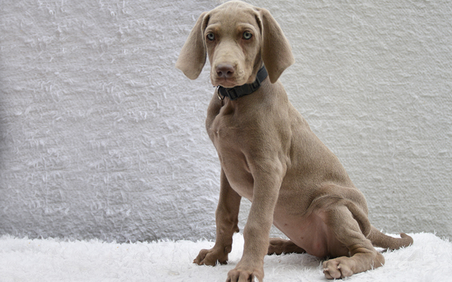 pelaje del Weimaraner