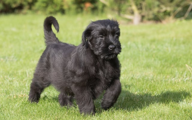 giant schnauzer black puppy image