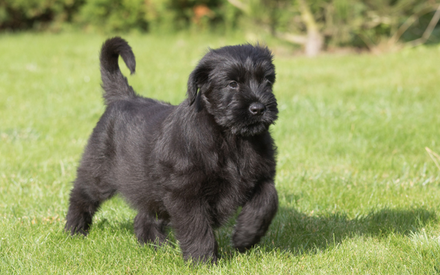 Riesenschnauzer farben