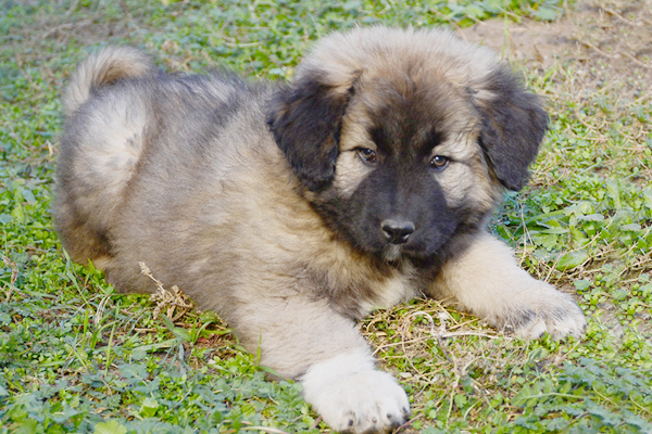 Caucasian Mountain Dog colors