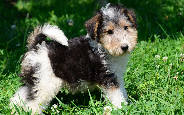 Fox Terrier colors