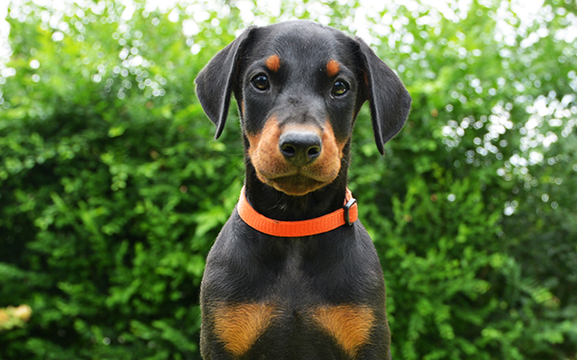 Doberman Pinscher colors