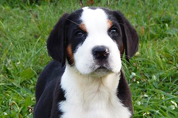 Great Swiss Mountain Dog colors