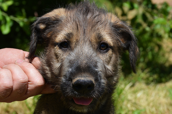 Wolfhound Irlandés colores