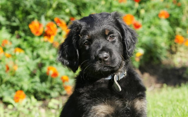 hovawart black puppy image
