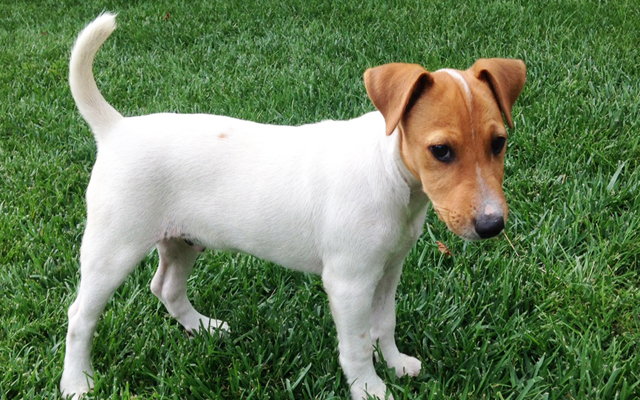 Jack Russell Terrier colors