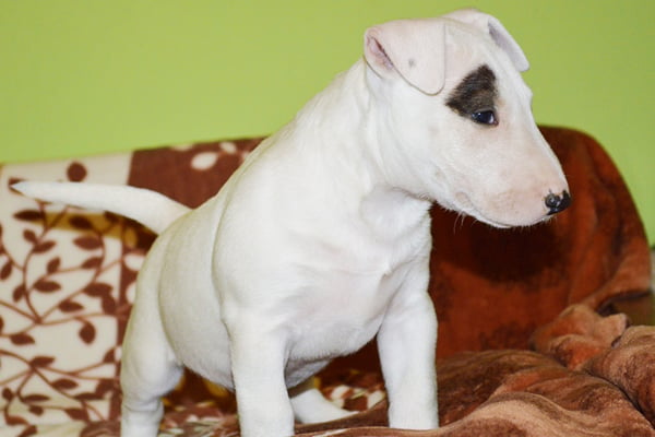miniature bull terrier white puppy image
