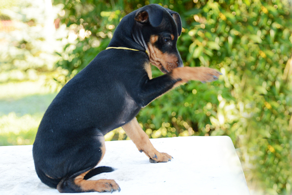 Zwergpinscher farben