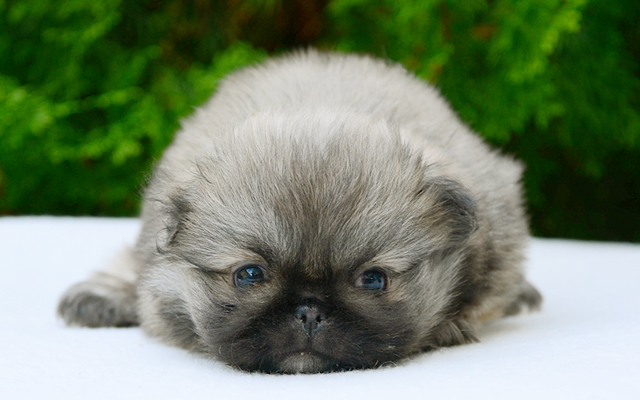 Pekingese colors