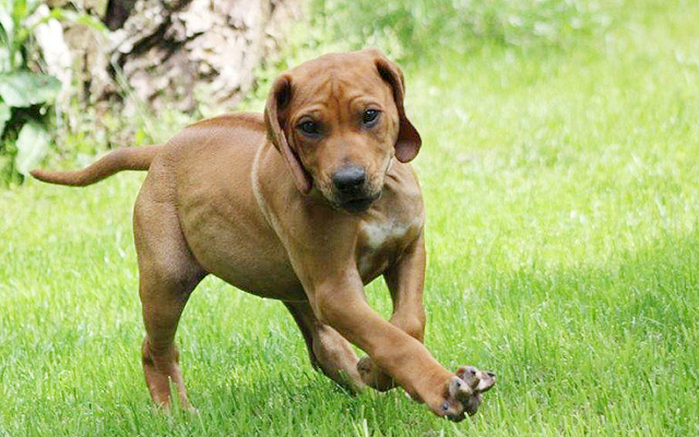 Rhodesian Ridgeback colors