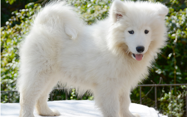 Samoyedo colores