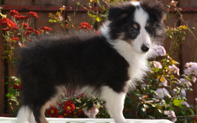 Shetland Sheepdog colors