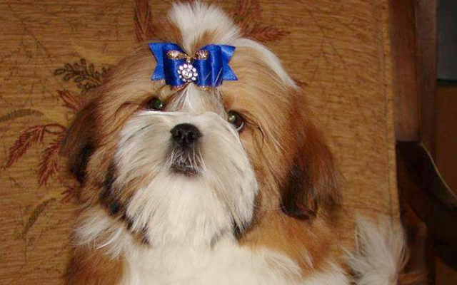 Shih Tzu farben