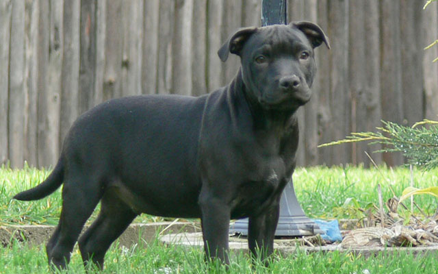 Staffordshire Bull Terrier farben