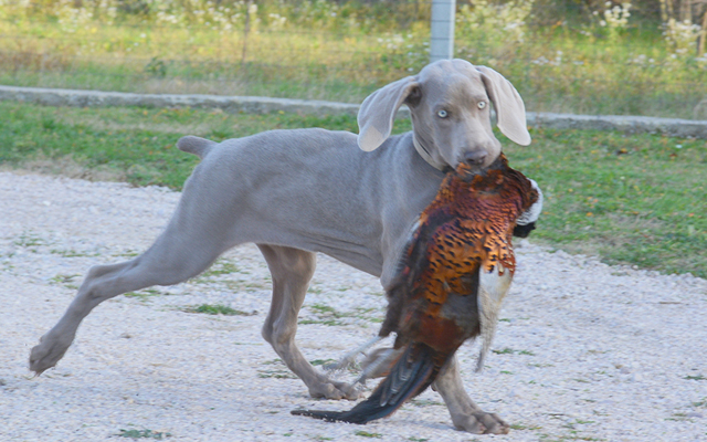 Weimaraner colors