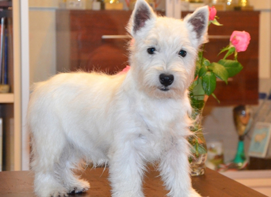 Terrier West Highland White colores