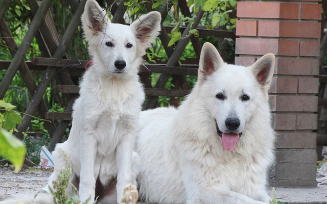 White Swiss Shepherd Dog colors