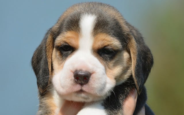 beagle puppy image