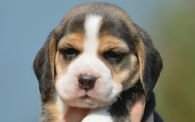 Beagle colores