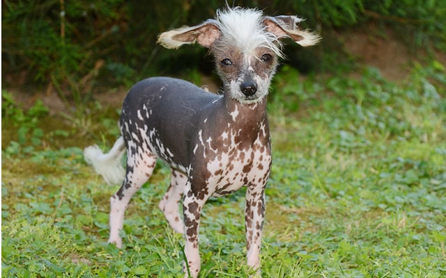 Chinese Crested colores