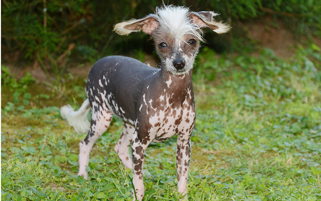 Chinesischer Schopfhund farben