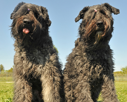 Bouvier des Flandres farben