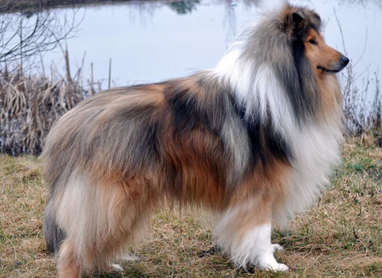 collie sable merle image