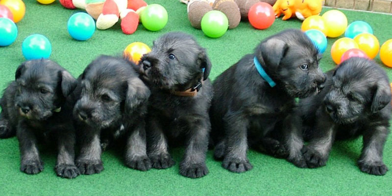 Standard Schnauzer colors