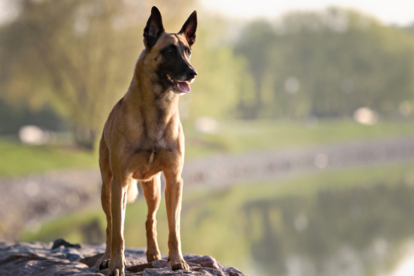 Belgian Malinois colors