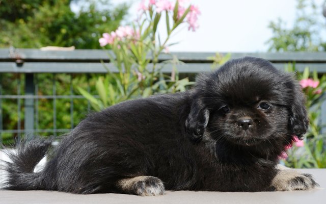 Tibet Spaniel farben