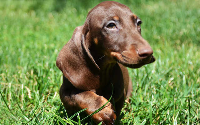 dachshund chocolate & tan image