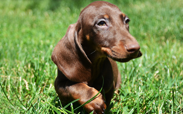 Dachshund colores