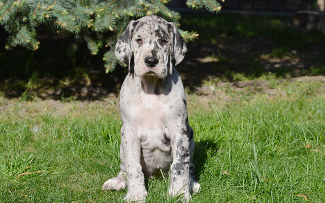 Deutsche Dogge farben