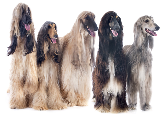 Afghan Hound colors