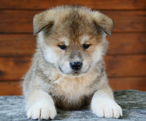 Akita Inu colors