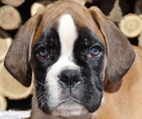 boxer fawn image
