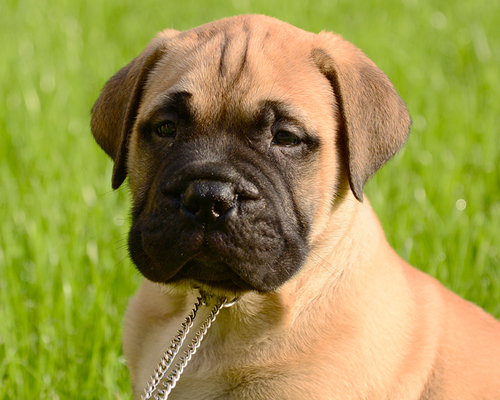 Bullmastiff colors